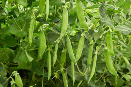 Growing Early Peas with the Guttering Technique (Video) Image